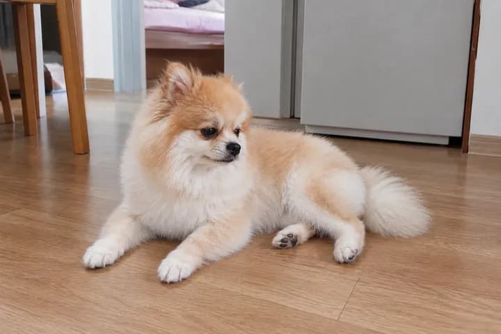 건강 — 강아지 항문낭 관리 — 냄새·똥꼬스키, 꼭 짜줘야 할까 대표 이미지