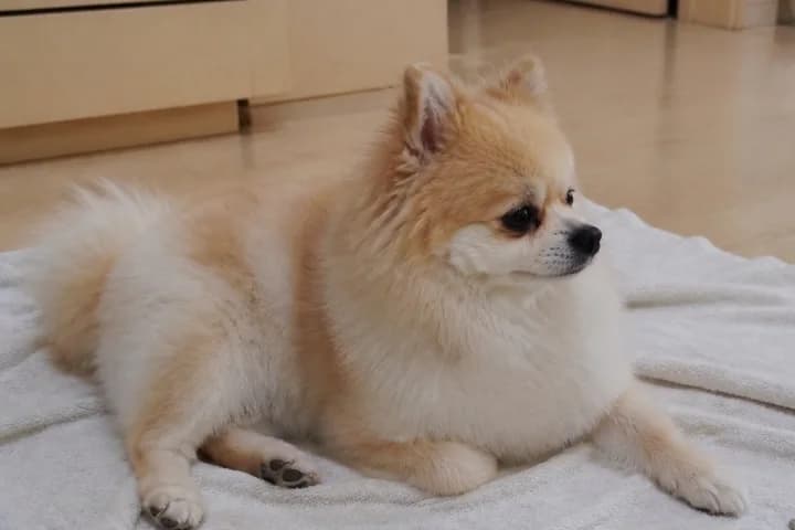 강아지 — 강아지 목욕 주기 — 포메라니안은 얼마나 자주 씻길까 대표 이미지