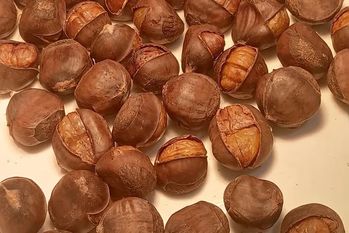 강아지 — 강아지 밤 먹어도 되나요 — 생밤·삶은밤·군밤과 급여량 대표 이미지