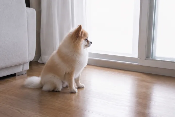건강 — 강아지 심장사상충약 주기·검사·가격 — 겨울에도 매달 먹여야 할까 대표 이미지