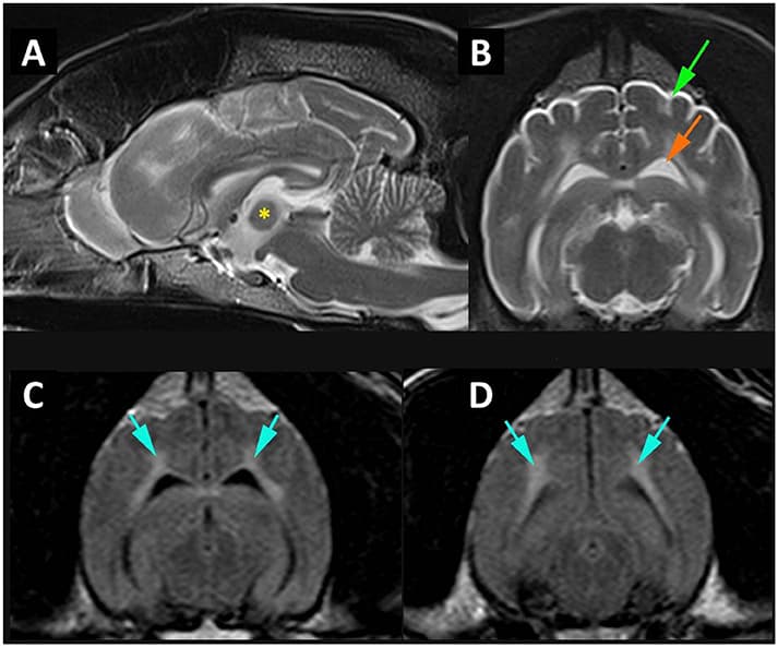 건강 — 강아지 MRI 비용, 5kg 중앙값 75만 원 — 공시가격과 실제 총액 차이 대표 이미지