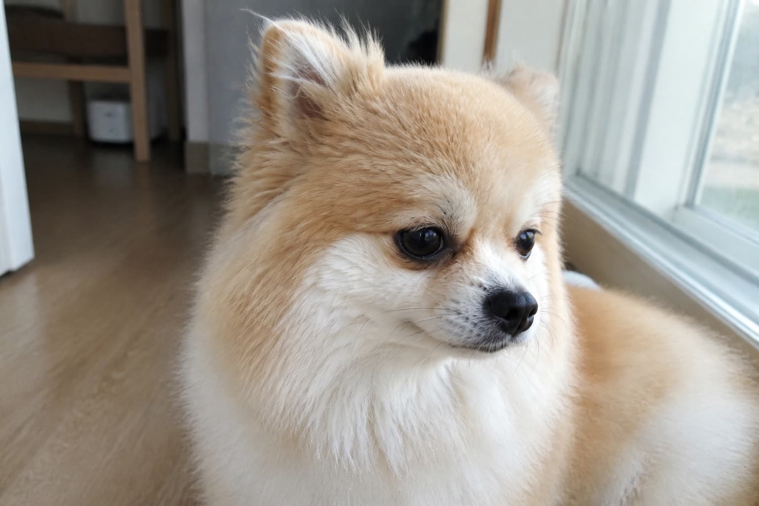 건강 — 강아지 눈물자국 원인과 관리 — 닦아도 안 없어졌던 이유 대표 이미지