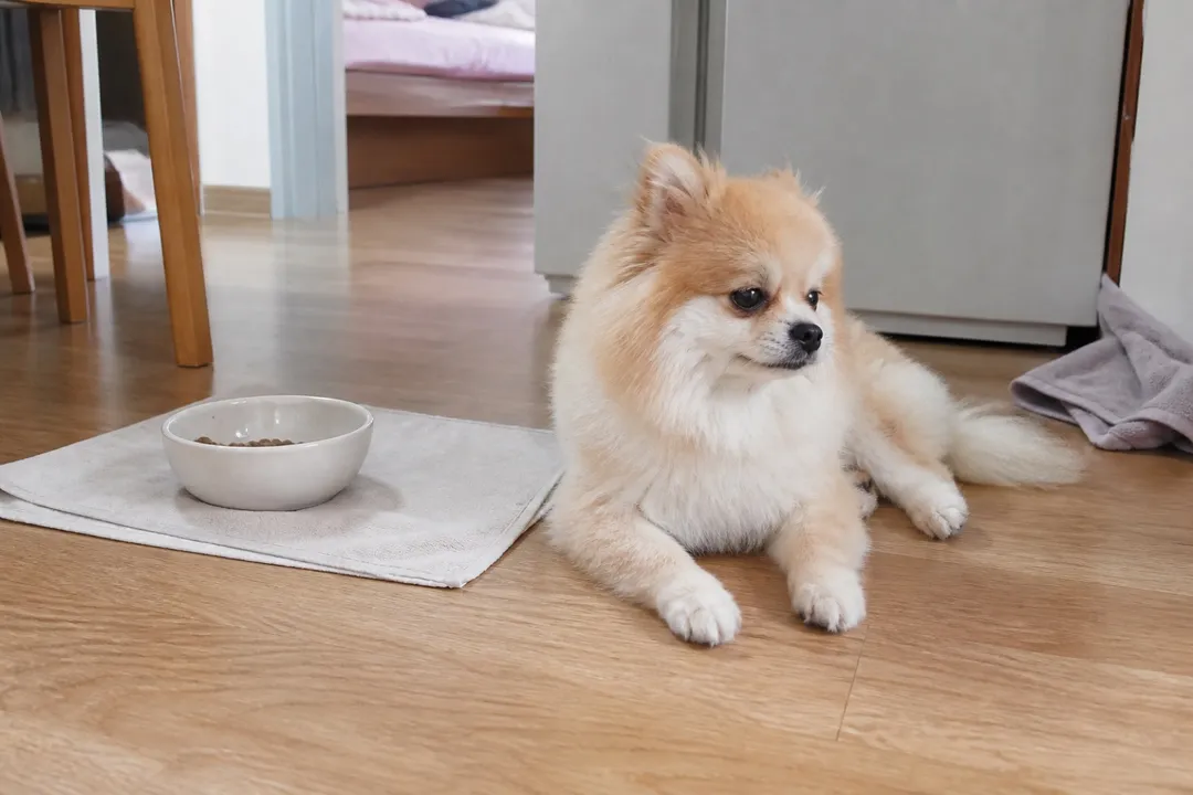 아침밥을 먹고 식기 옆에서 쉬는 포메라니안