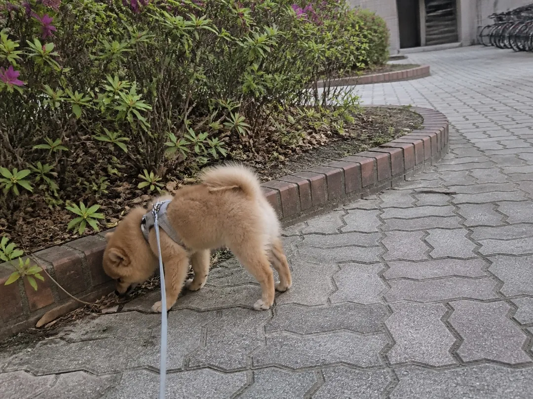 첫 산책에서 아파트 화단 가장자리 냄새를 맡는 생후 4개월 포메라니안 솜이