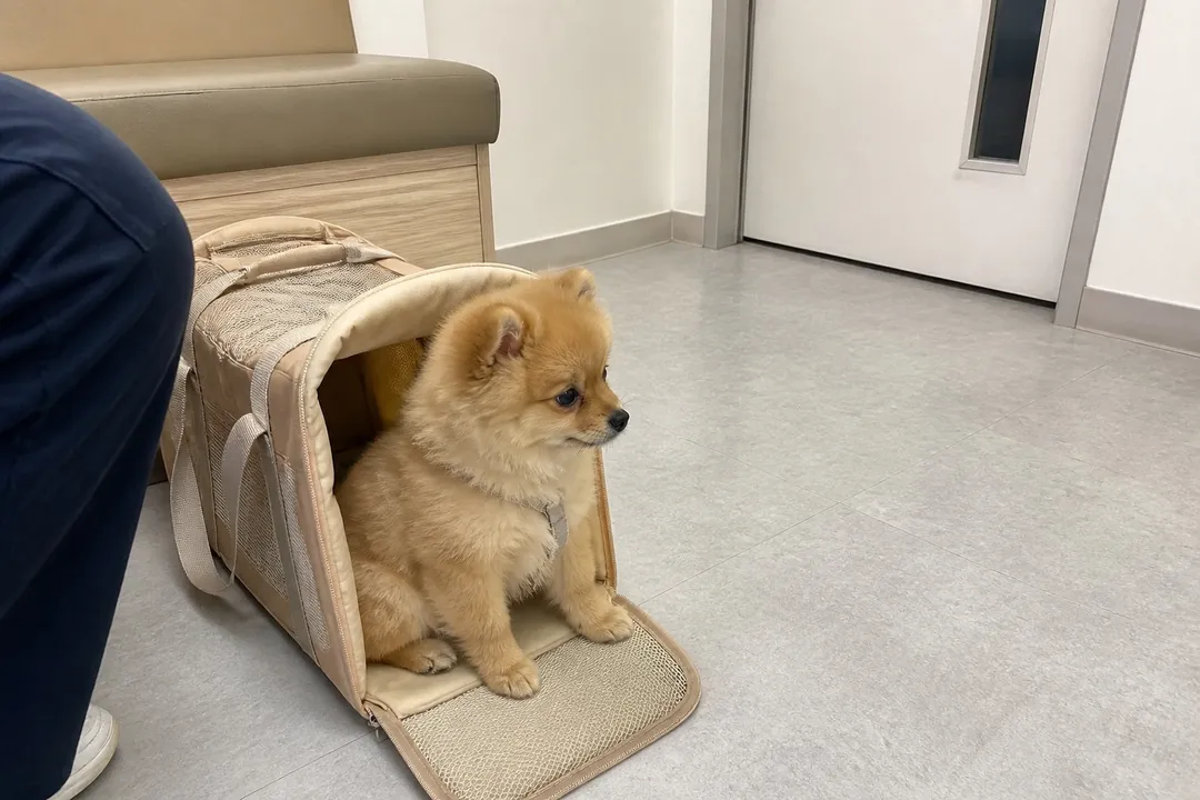 동물병원 대기실에서 이동장에 앉아 진료를 기다리는 어린 포메라니안